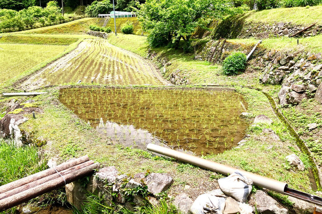 槻木集落のお米や田んぼの特徴